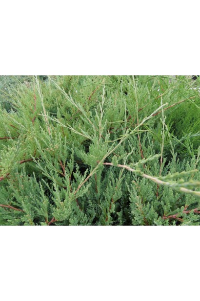 Ялівець горизонтальний ’Монтана’